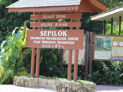 Sepilok Orangutan Rehab Center- Nov 15, 2015